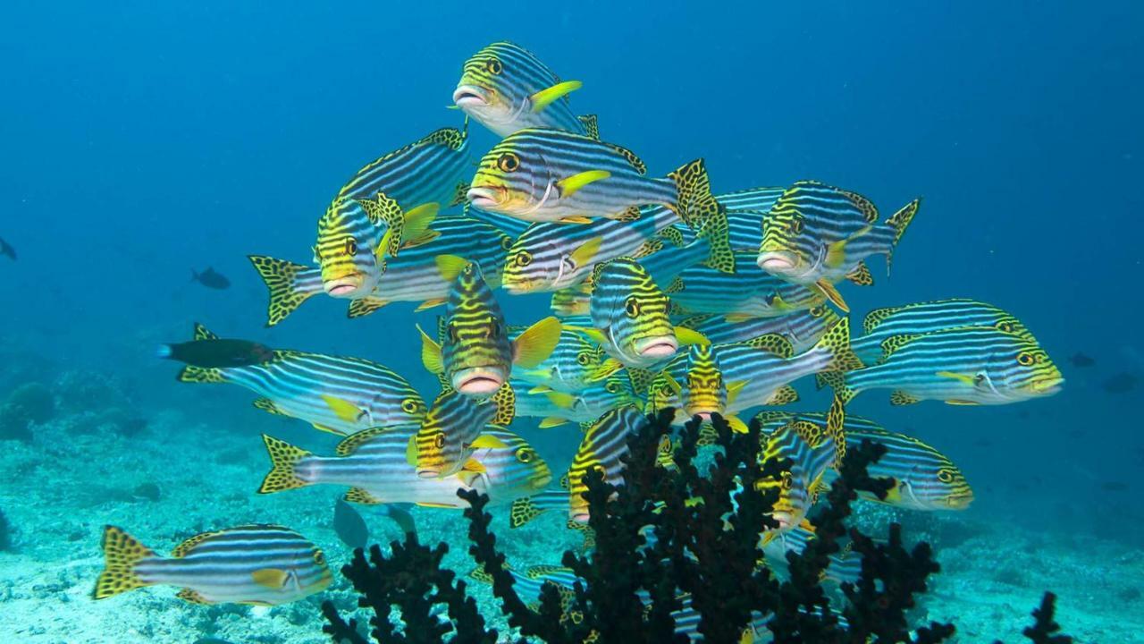 Araam Stay Hulhumale Exterior foto